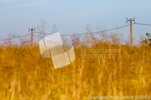 Image of Yellow cornfield and blue sky background.