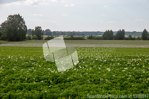 Image of Green field with flowering potatoes