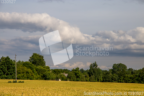 Image of Landscape with cereal field, trees and cloudy blue sky
