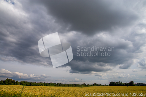 Image of Landscape with cereal field, trees and cloudy blue sky
