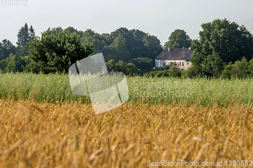 Image of Two color cereal field with country house.