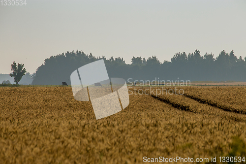 Image of Mist on the cereal field with road path.