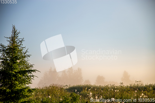 Image of Spruce on misty meadow background.