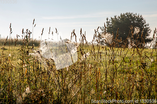 Image of Spider nets in the meadow