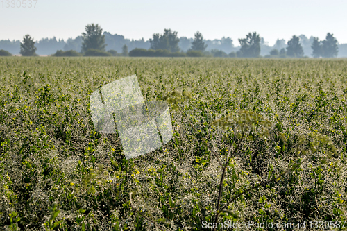 Image of Mist on the field in summer season.