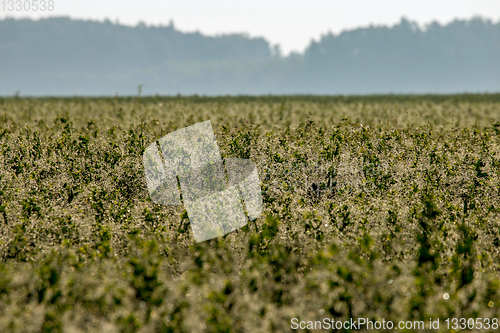 Image of Mist on the field in summer season.