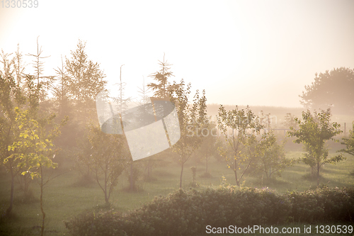 Image of Mist in fruit garden in summer time.