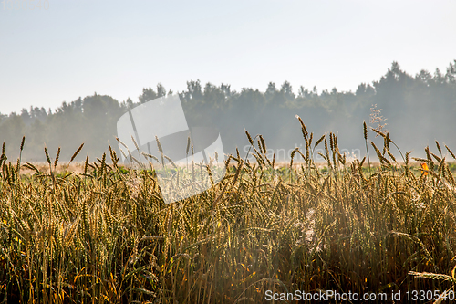 Image of Fog on the cereal field in summer time.