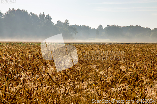 Image of Fog on the cereal field in summer time.