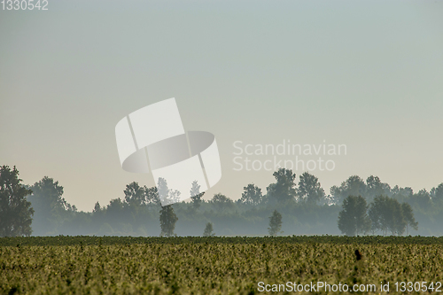 Image of Fog on the field in summer season.