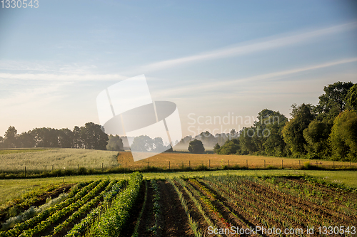 Image of Vegetable growing in summer time.