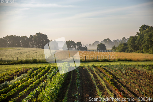 Image of Vegetable growing in summer time.