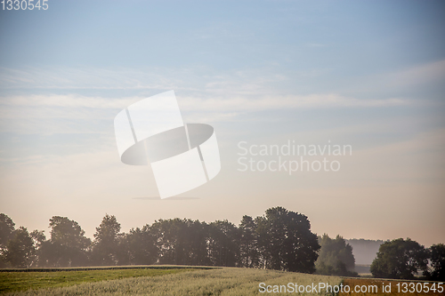 Image of Fog on the cereal field in summer season.