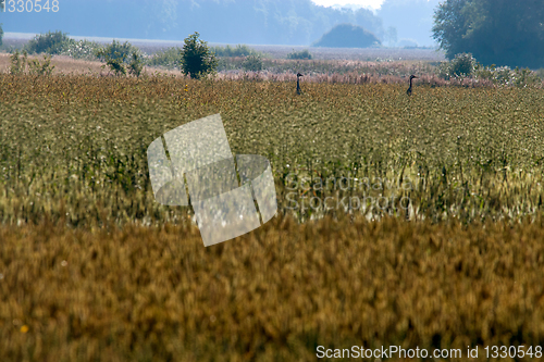 Image of Bird crane in cereal field