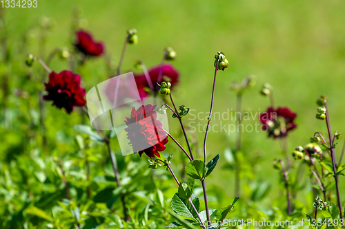 Image of Dark red dahlia in green garden.