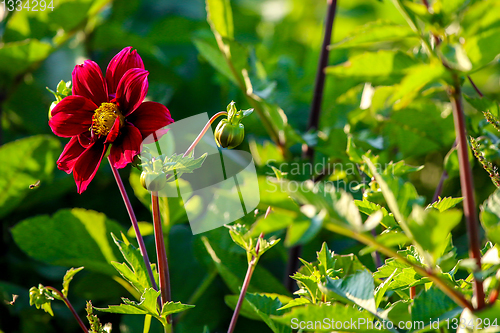 Image of Dark red dahlia in green garden.