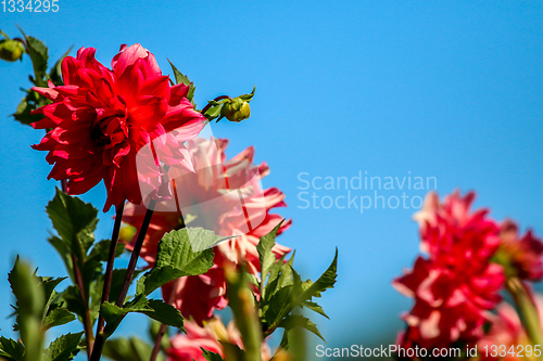 Image of Red dahlia on blue background. 