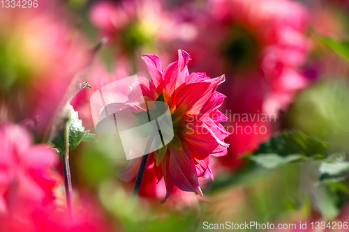 Image of Pink dahlias in green garden.