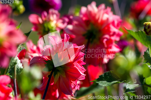 Image of Pink dahlias in green garden.