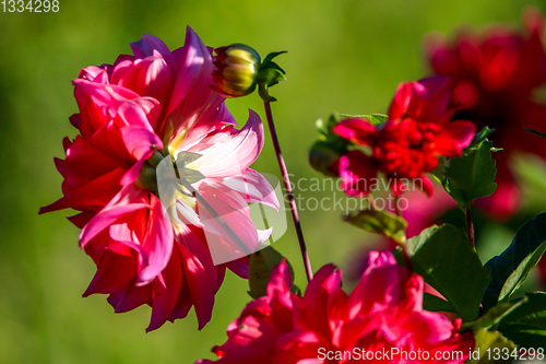 Image of Pink dahlias in green garden.