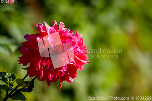 Image of Pink dahlias in green garden.