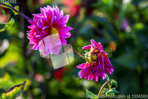 Image of Purple dahlia in green garden.