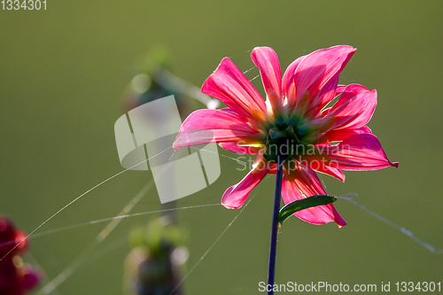 Image of Pink dahlia with spider web