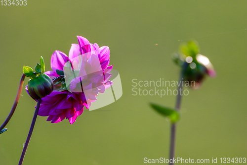 Image of Pink dahlia in green garden.