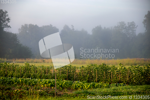 Image of Landscape with mist in vegetable garden.
