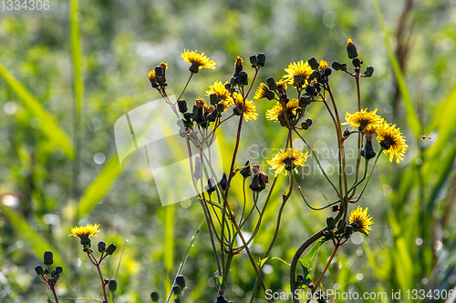 Image of Yellow flowers on green field.