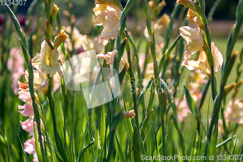 Image of Gentle pink gladiolus in green garden.