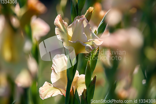 Image of Background of gentle pink gladiolus in garden.