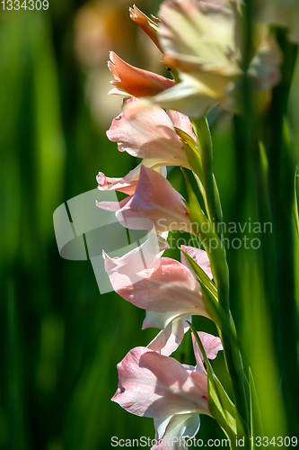 Image of Background of gentle pink gladiolus in garden.