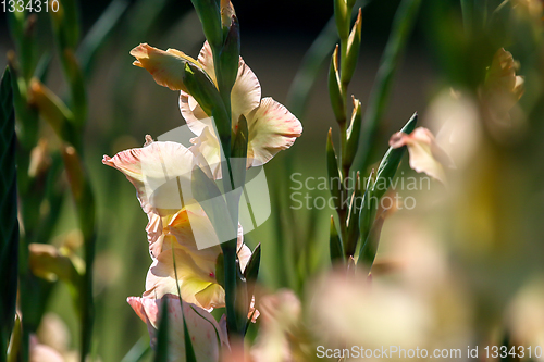 Image of Background of gentle pink gladiolus in garden.