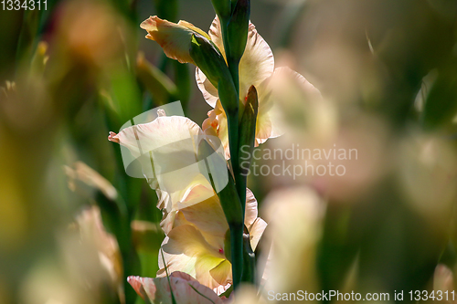 Image of Background of gentle pink gladiolus in garden.