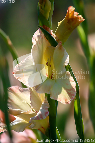 Image of Background of gentle pink gladiolus in garden.