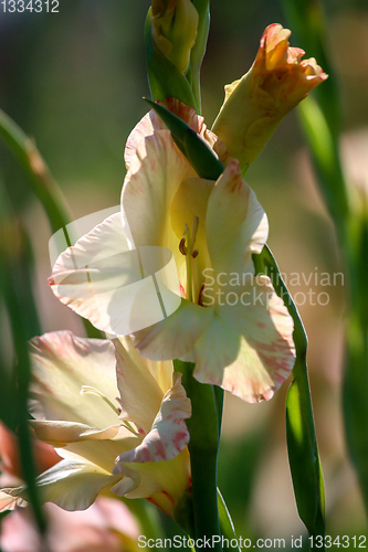 Image of Background of gentle pink gladiolus in garden.