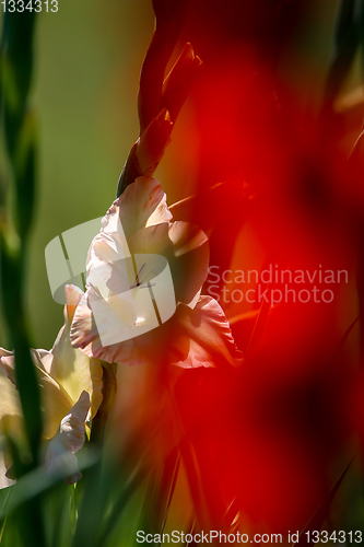 Image of Background of red and gentle pink gladiolus in garden.