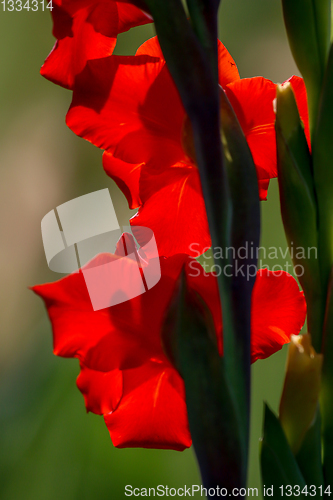 Image of Background of red gladiolus in garden.