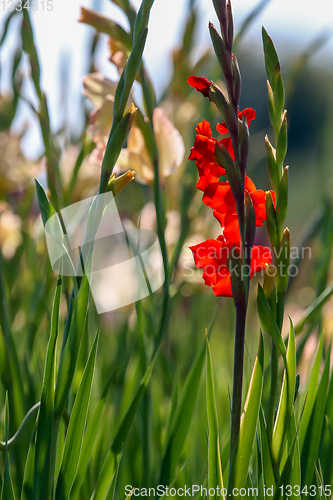 Image of Background of red and gentle pink gladiolus in garden.