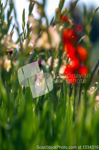 Image of Background of red and gentle pink gladiolus in garden.