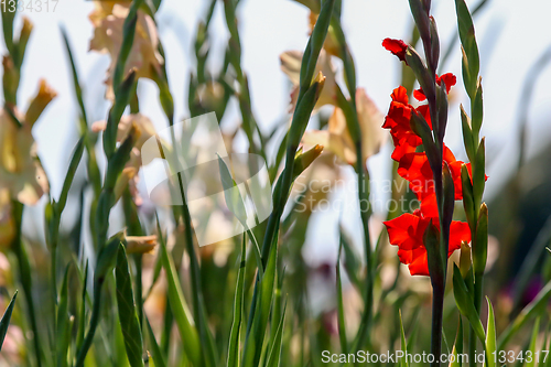 Image of Background of red and gentle pink gladiolus in garden.