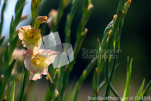 Image of Background of gentle pink gladiolus in garden.