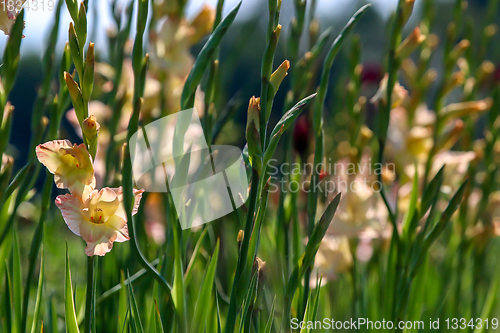 Image of Background of gentle pink gladiolus in garden.