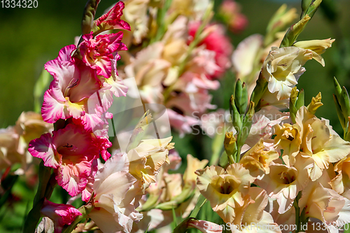 Image of Background of colorful gladiolus in garden.