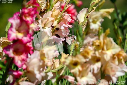 Image of Background of colorful gladiolus in garden.