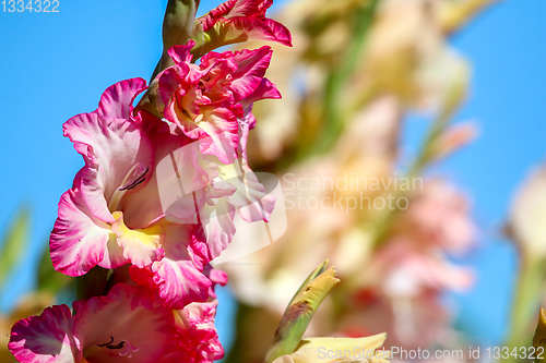 Image of Pink gladiolus on background of blue sky.