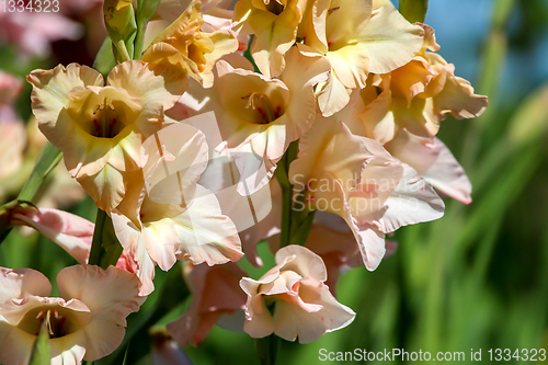 Image of Background of gentle pink gladiolus in garden.