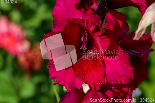 Image of Background of dark red gladiolus in garden.