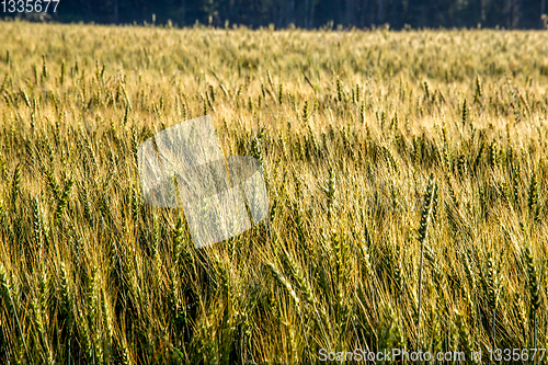 Image of Background of wheat field in summer day.